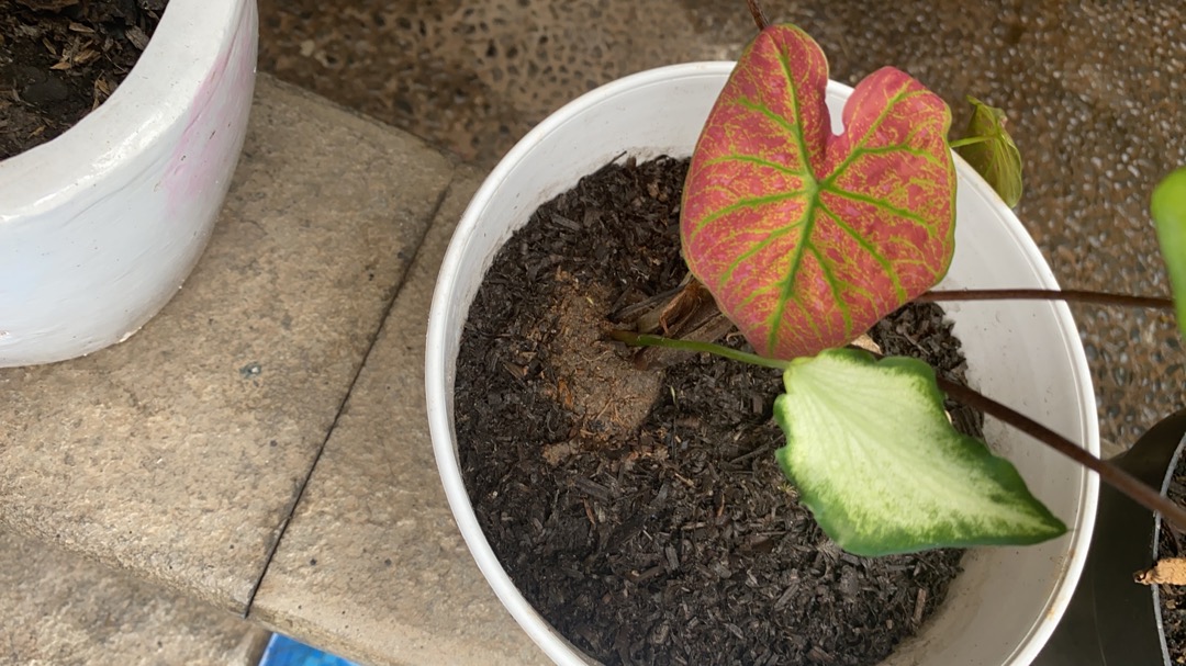 Keladi Green Spider Gratis Karantina