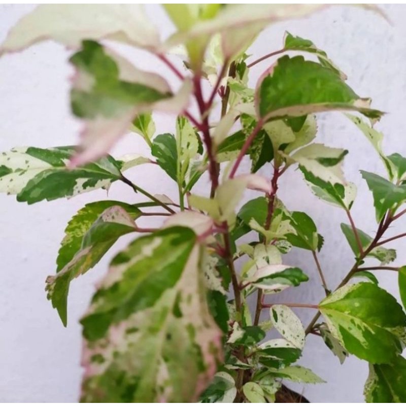 Bibit pohon bunga sepatu variegata/Tanaman bunga sepatu variegata