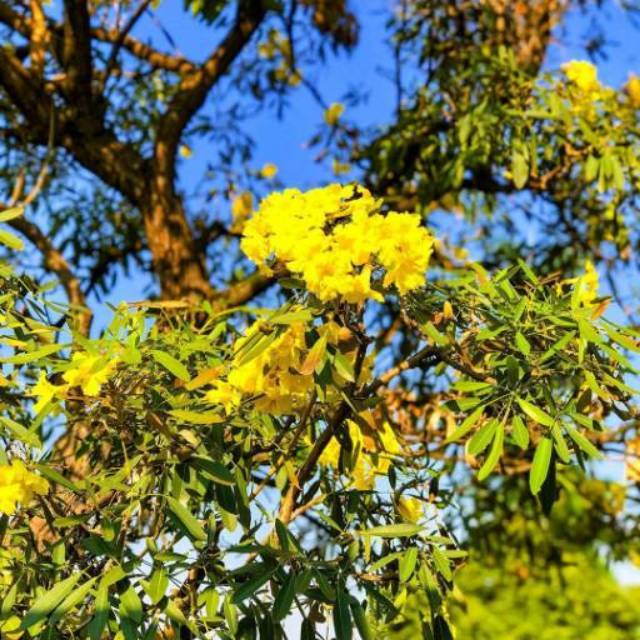 Bibit tanaman tabebuya bunga kuning | Bibit tanaman pelindung tabebuya bunga