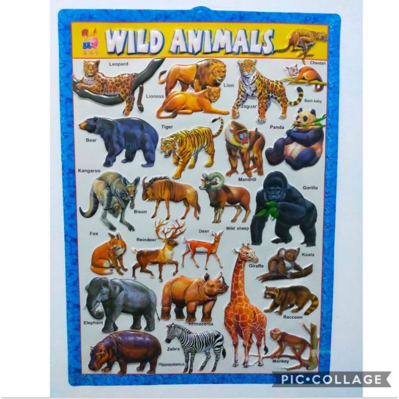Poster Timbul Edukasi Wild Animal