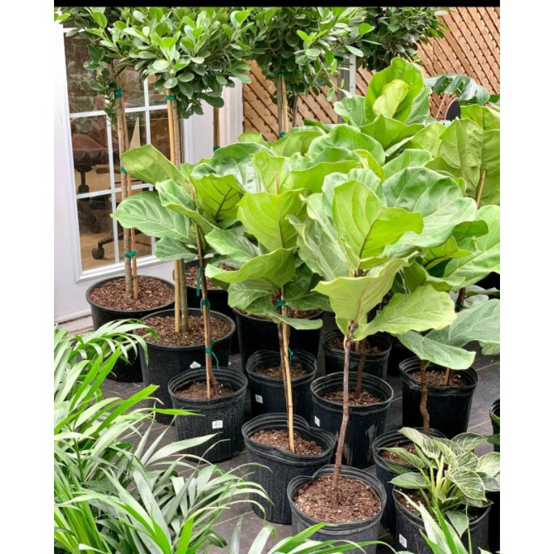 Ketapang Biola  Ficus Lyrata