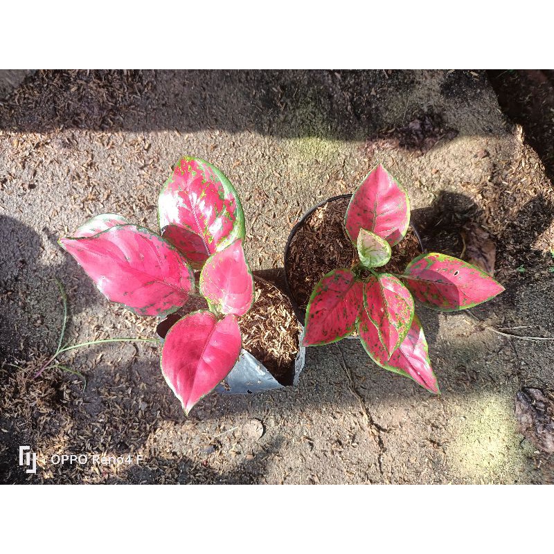 baby aglonema red Anjamani dan dud Anjamani