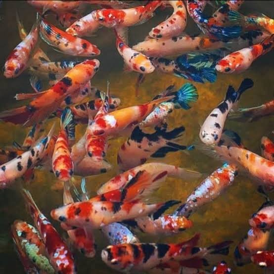 PAKET 5 EKOR IKAN CUPANG GIANT BO 4 JENIS NEMO MULTICOLOR KOI GALAXY