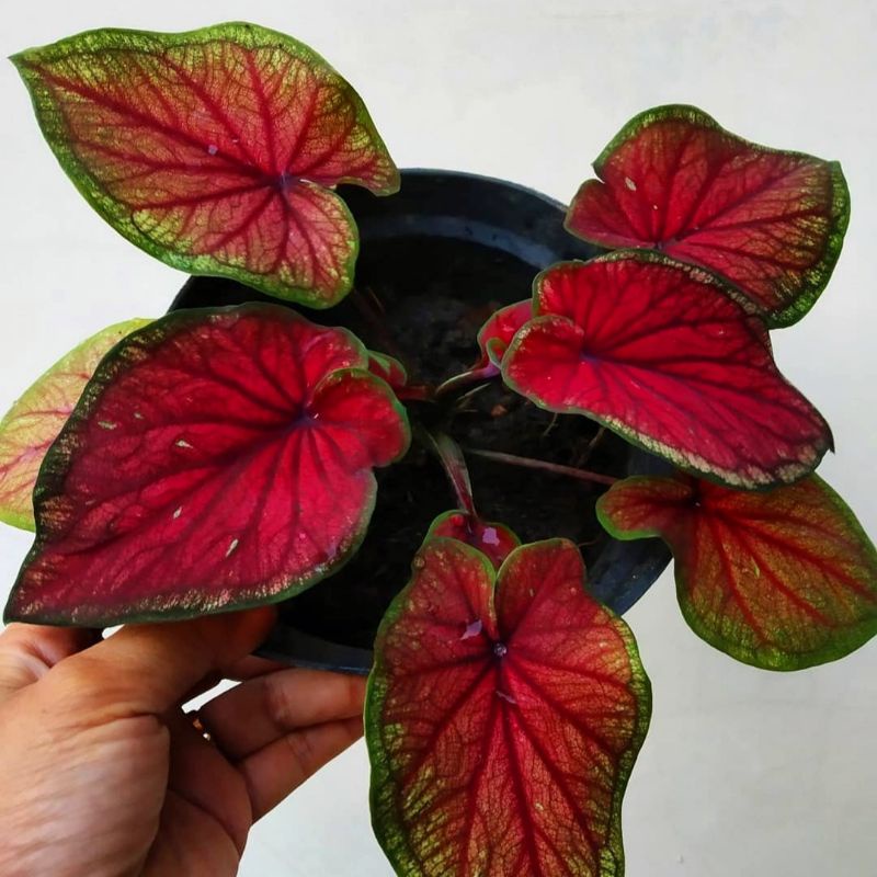 PROMO { BISA COD } Keladi Red Jaguar | Bibit Tanaman Hias Bunga Caladium Red Jaguar | Bunga Hidup Im