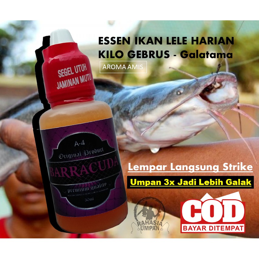 Essen Lele Harian Juara Lomba - Kilo Gebrus - Galatama - Cocok Media Umpan Apa saja - Siang Malam