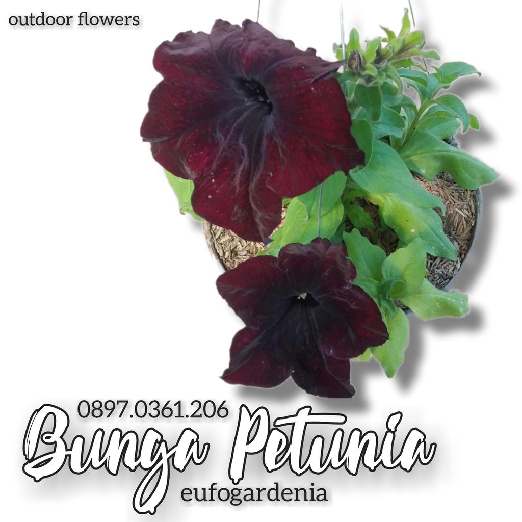 eufogardenia | Tanaman Bunga Dark Petunia  | Bunga Petunia Hitam | Bunga Petunia Gantung | Tanaman G