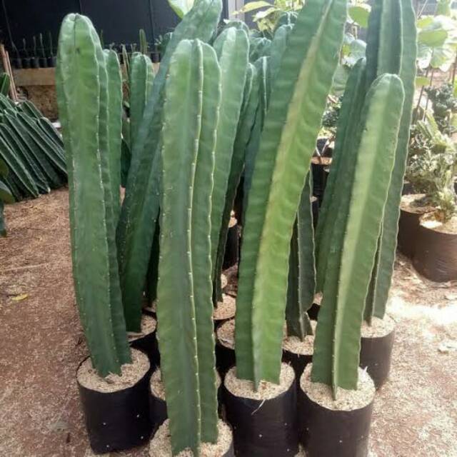 Pohon kaktus / Bibit tanaman kaktus