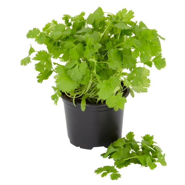 Benih Bibit Biji - Coriander Cilantro for Leaf Daun Ketumbar Herb Seeds - IMPORT