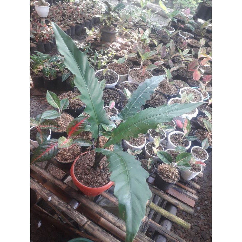 tanaman_hias_keris_papua