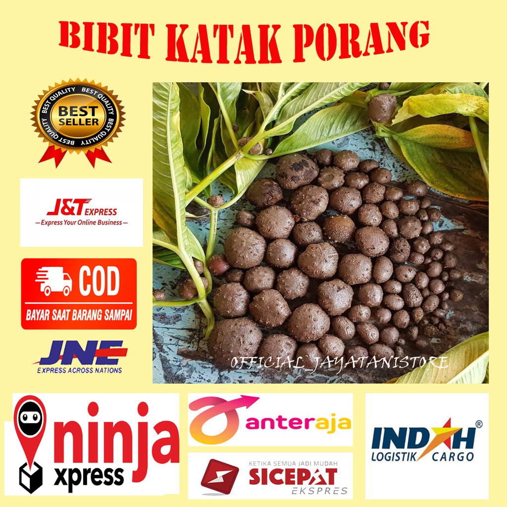 BENIH KATAK PORANG KATAK PORANG DORMAN ½KG COD