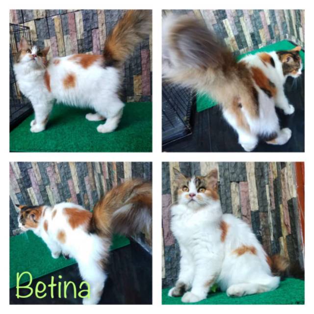 Kucing persia Calico betina