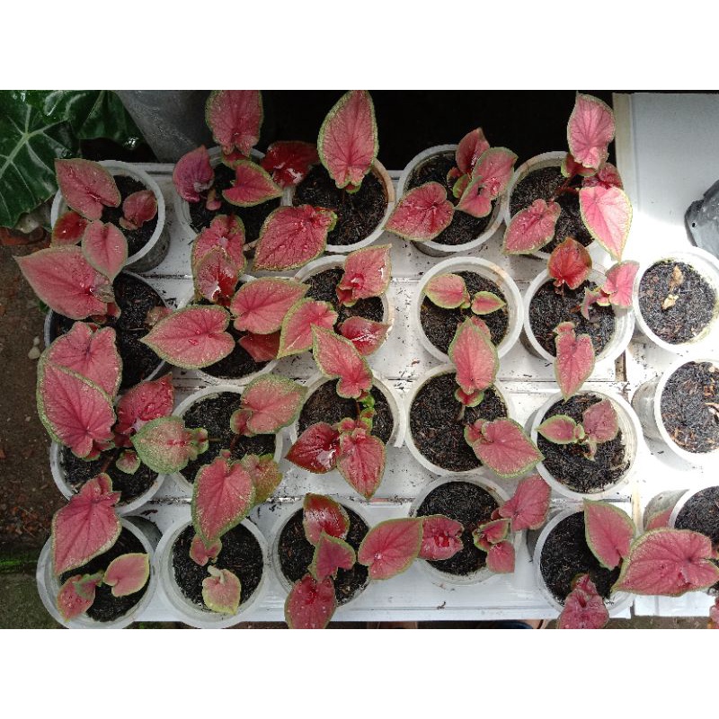 Keladi Red Jaguar (baby)