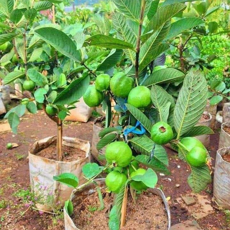 Jual Bibit Jambu Kristal Putih Tanpa Biji Cepat Berbuah Shopee Indonesia