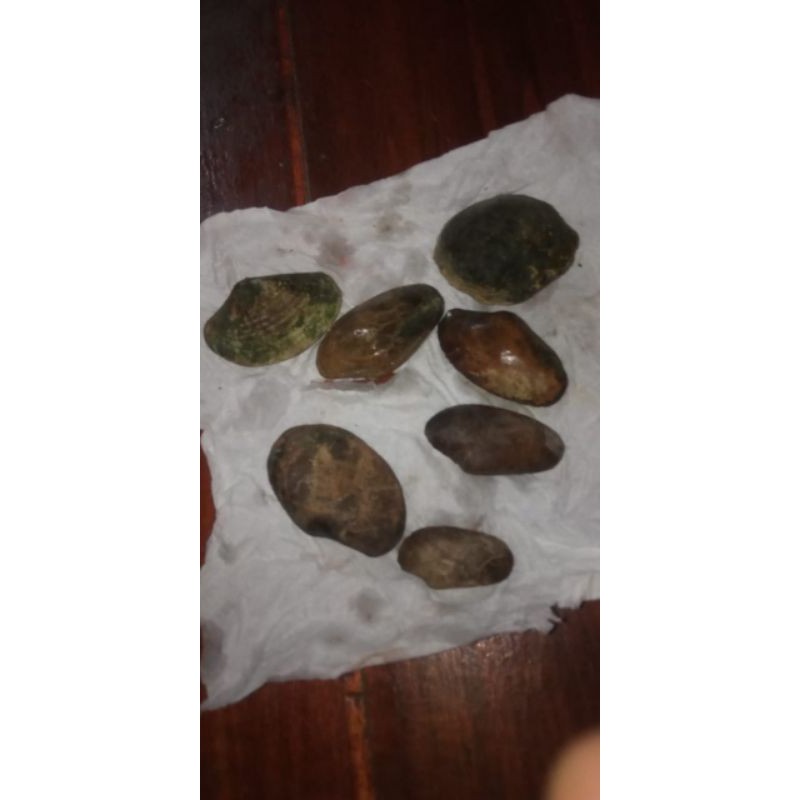 batu kijing bungkem asli temuan