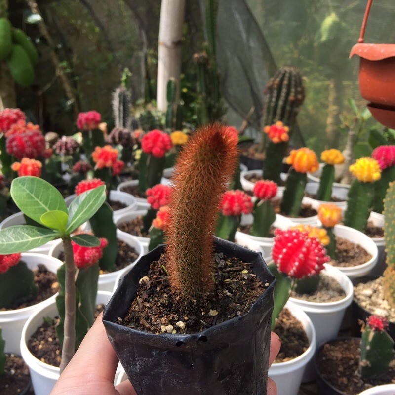 Ownroot ekor tupai red