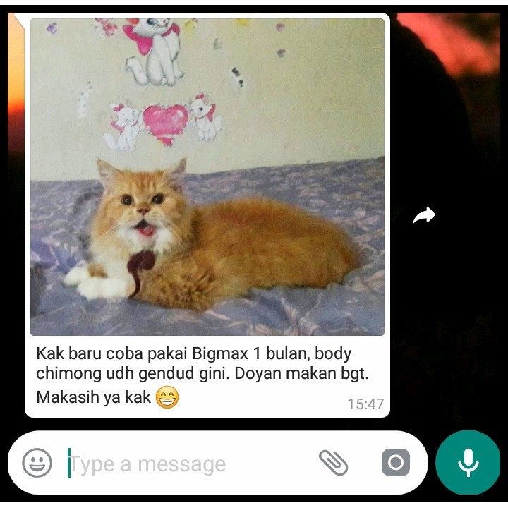 VITAMIN KUCING BIGMAX PENGGEMUK KUCING  OBAT KUCING CAT FOOD MAKANAN KUCING NAFSU MAKAN KUCING