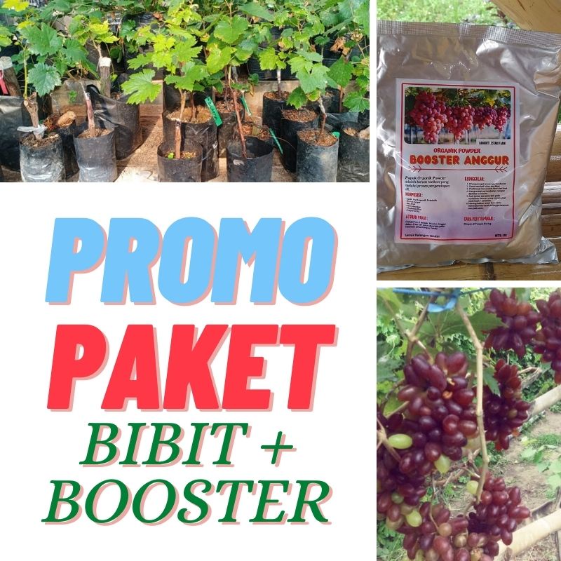 PROMO PAKET  Bibit Anggur Baikonur, Bibit Anggur Baikonur New, Pohon Anggur Berbuah Lebat + Pupuk An