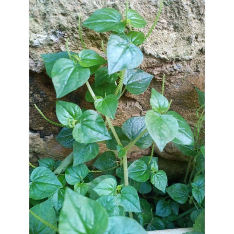 

sirih cina herbal alami Hasil Kebun Sendiri
