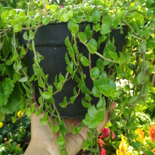 Tanaman Hias Gantung Air mata janda