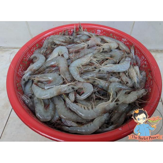 

Udang Peci / White Shrimp Segar TERBAIK