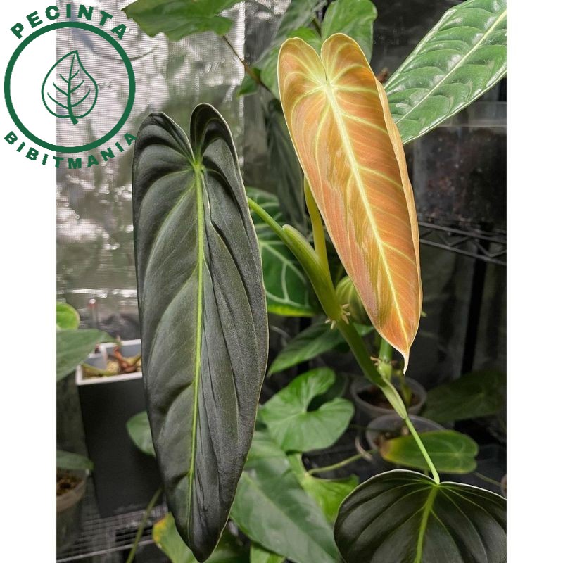promo Batang/Bonggol Philodendron Melanochrysum