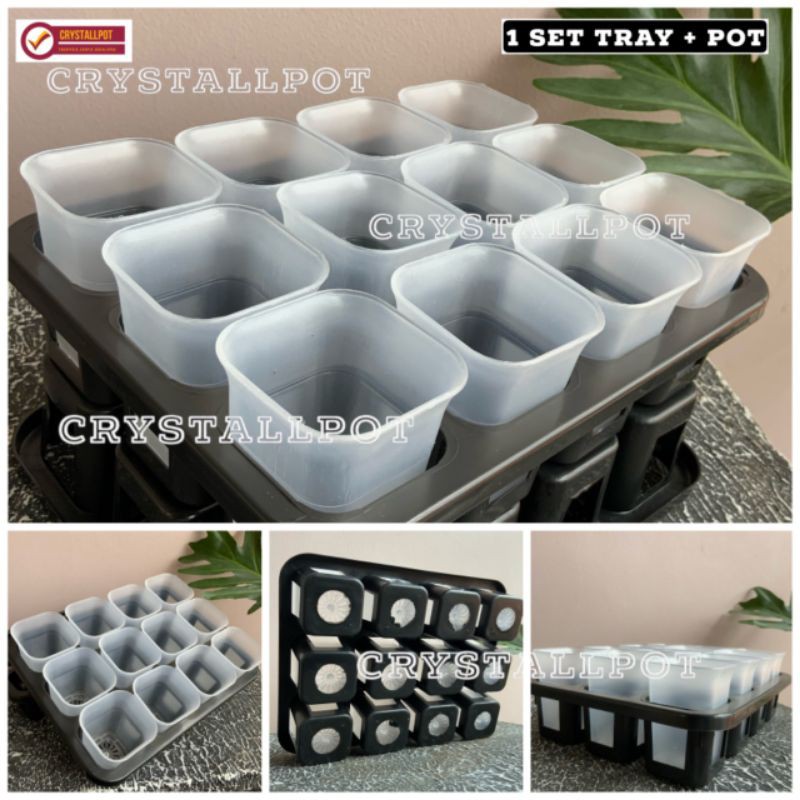 1 set Tray + pot nkt kotak 5cm BENING TRANSPARAN | tray semai bibit