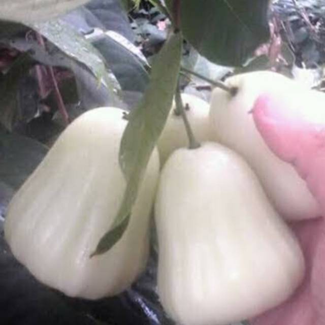 Bibit jambu air madura