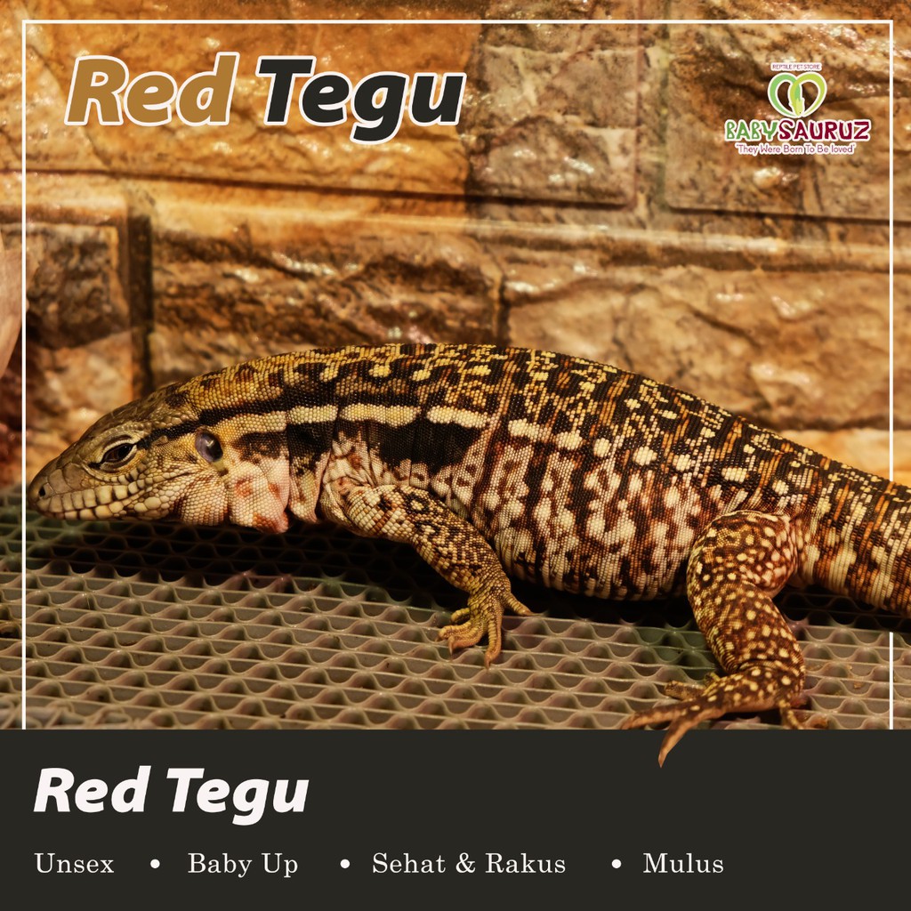Red Tegu
