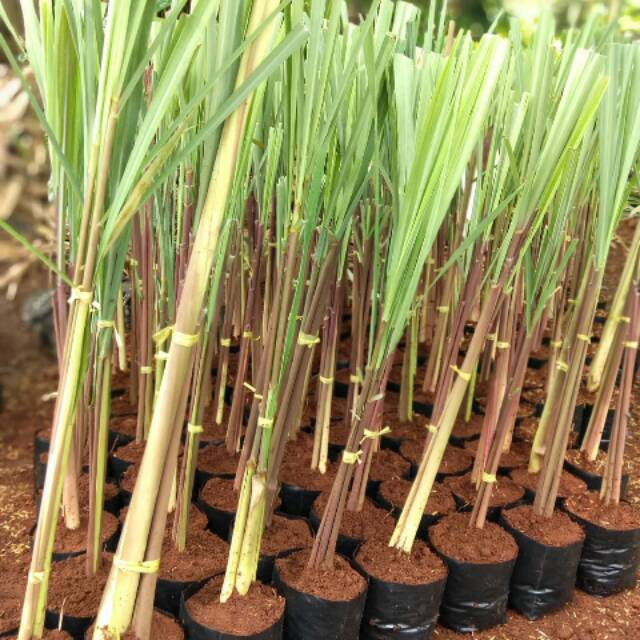 Jual Jual Tanaman Herbal Sereh Wangi Shopee Indonesia