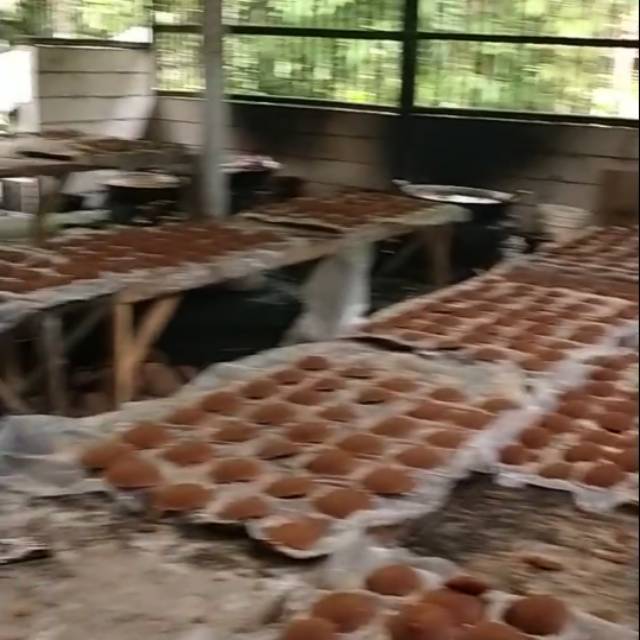 

gula jawa asli kebumen