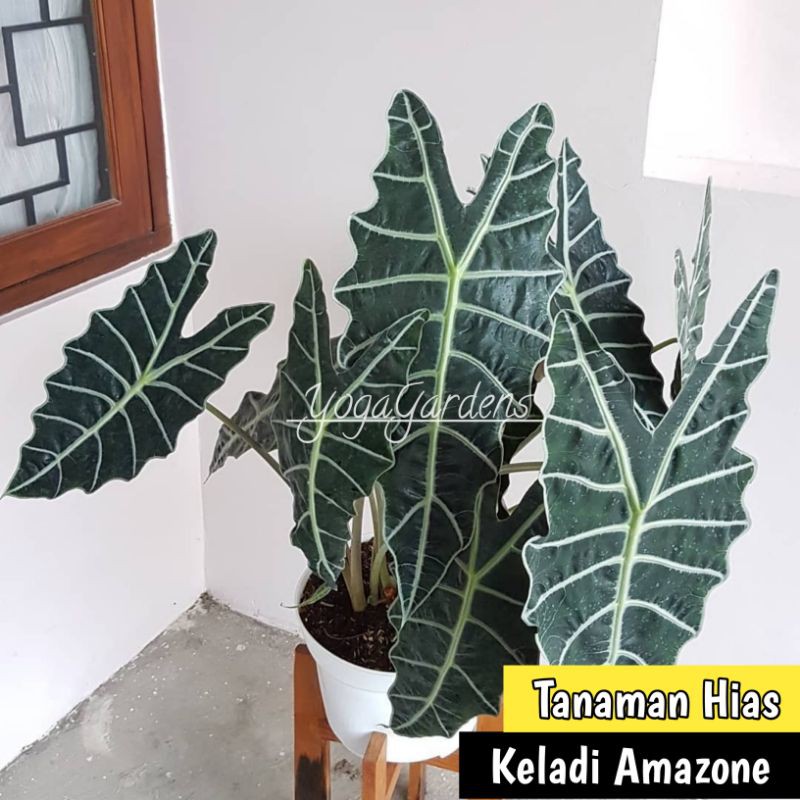 Keladi amazon - Keladi tengkorak - Alocasia Amazon - tanaman keladi