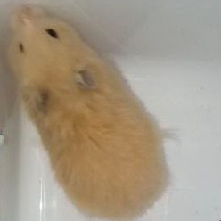 Hamster Syrian Short Hair Indukan Siap Kawin