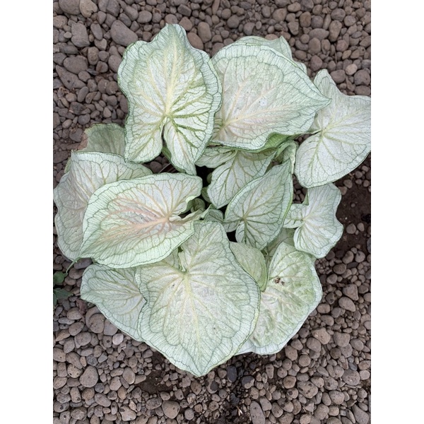 BIBIT TANAMAN HIAS KELADI/CALADIUM WHITE JAGUAR