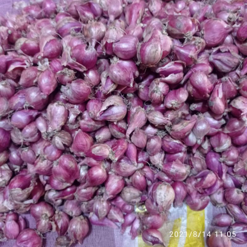 

bawang merah nganjok asli