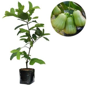 BIBIT BUAH JAMBU AIR MADU DELI