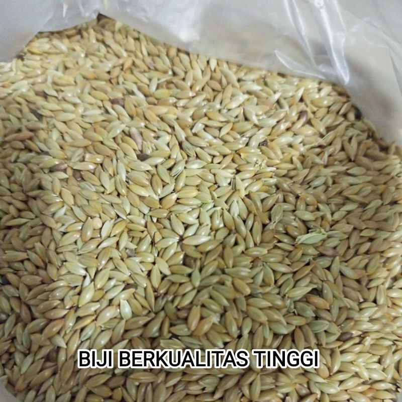 

BIJI KENARI SEED