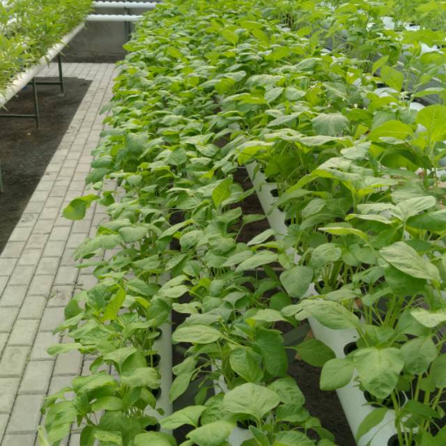 

Sayur hidroponik