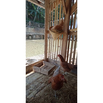 

telur ayam kampung