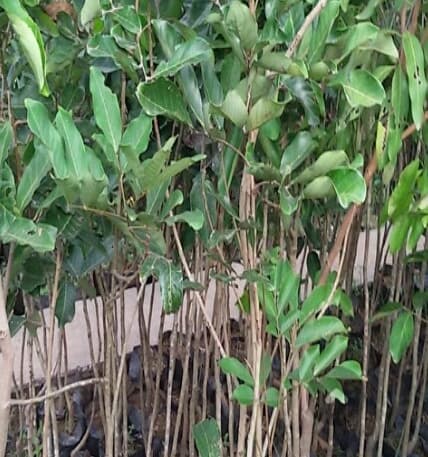 paket 3 bibit rambutan binjai,rapiah berkualitas