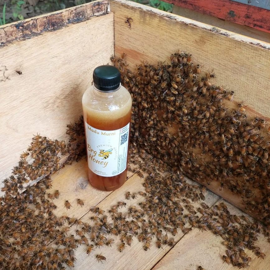 

Madu Murni BRG Madu Netto 500 gram Madu Alami Multiflora Original