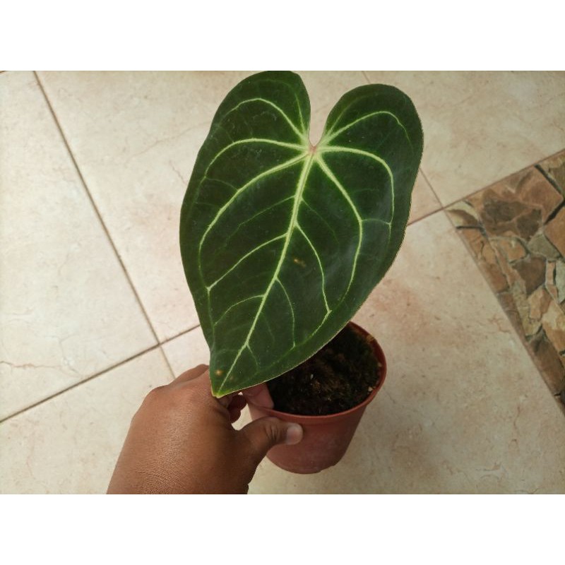 Anthurium Regale