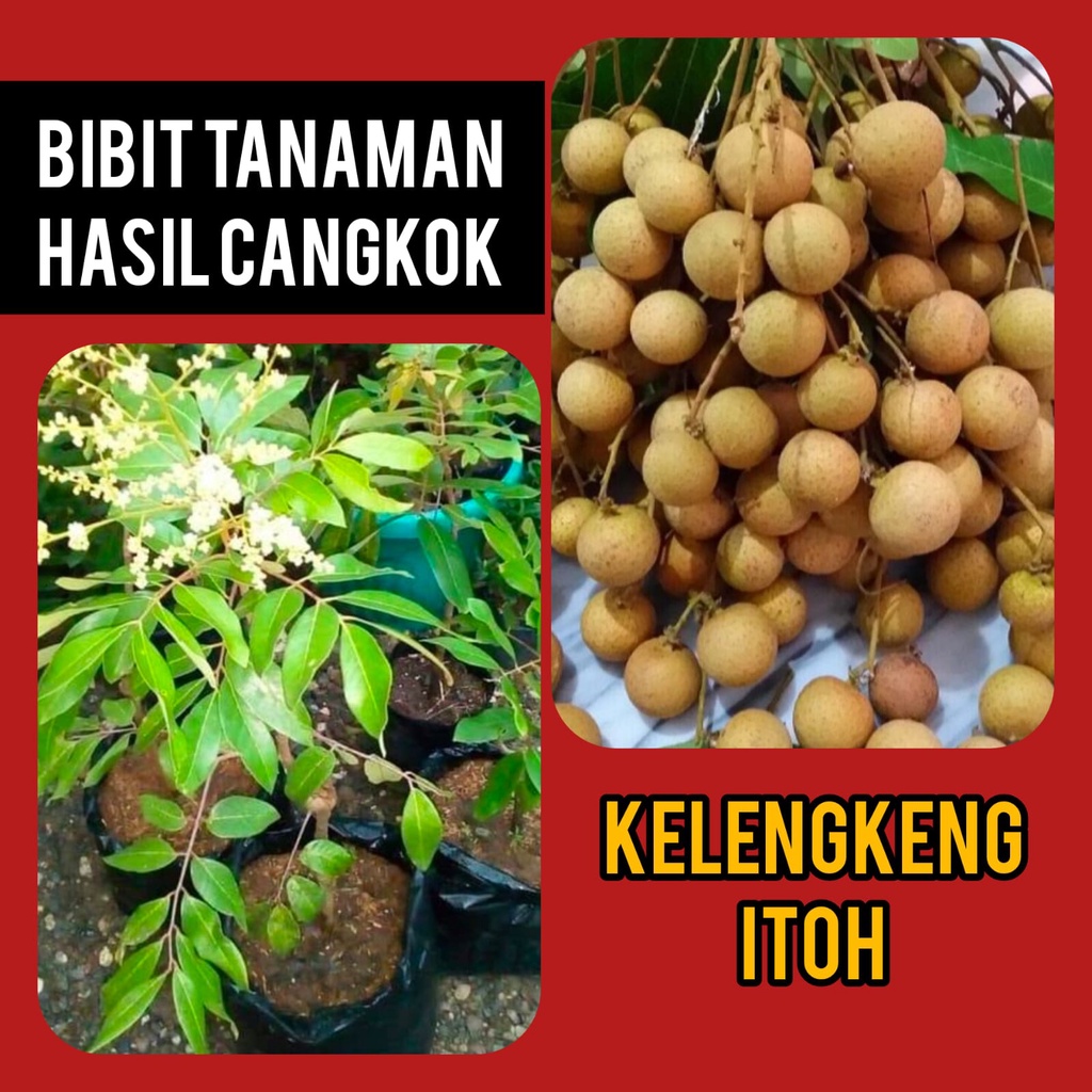 Bibit Lengkeng Itoh Hasil Cangkok