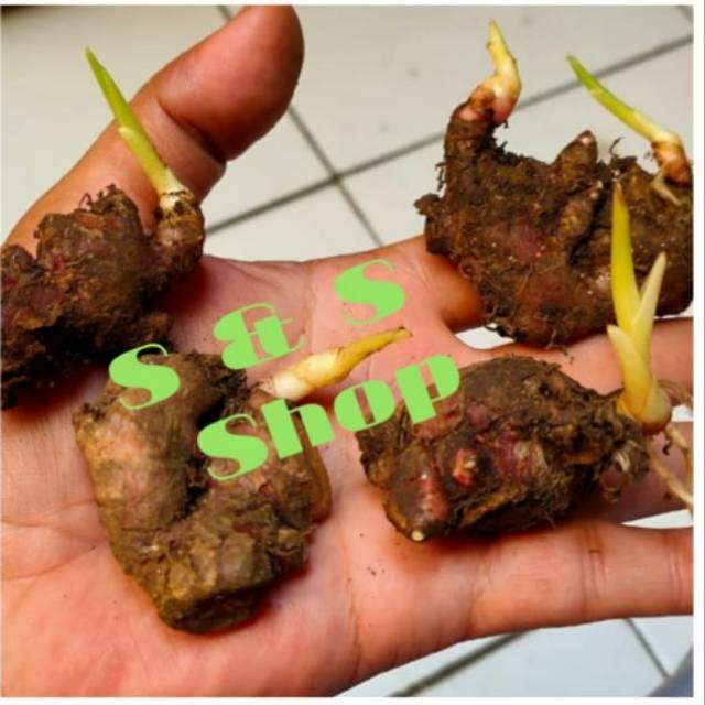 Beli 10 bonus 1 Bibit rimpang kecil jahe merah super asli dr medan