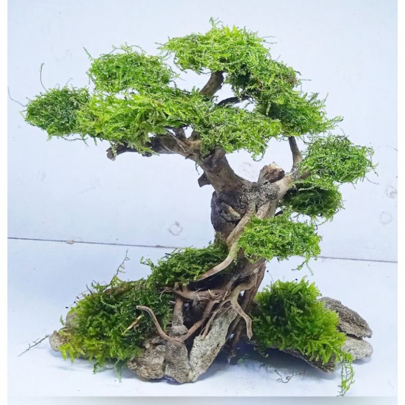 Bonsai aquascape bonus moss cod