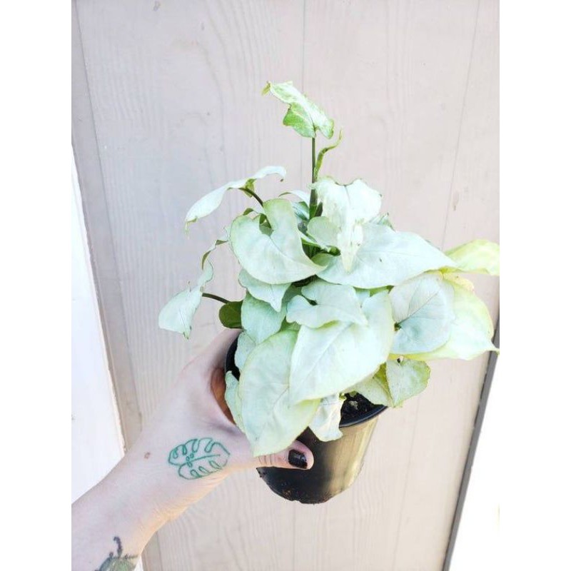 Jual Murah Tanaman Hias Indoor Singonium Moonsine•|•tanaman Hias Pot Singonium Putih x9Be760IyN1bpjA