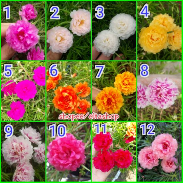 Stek MOSSROSE Portulaca per warna bunga  krokot  tumpuk 