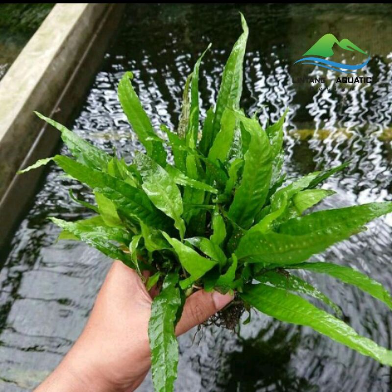 Java fern | kadaka | tanaman aquascape.