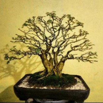 bonsai bunga lantana (dongkelan)