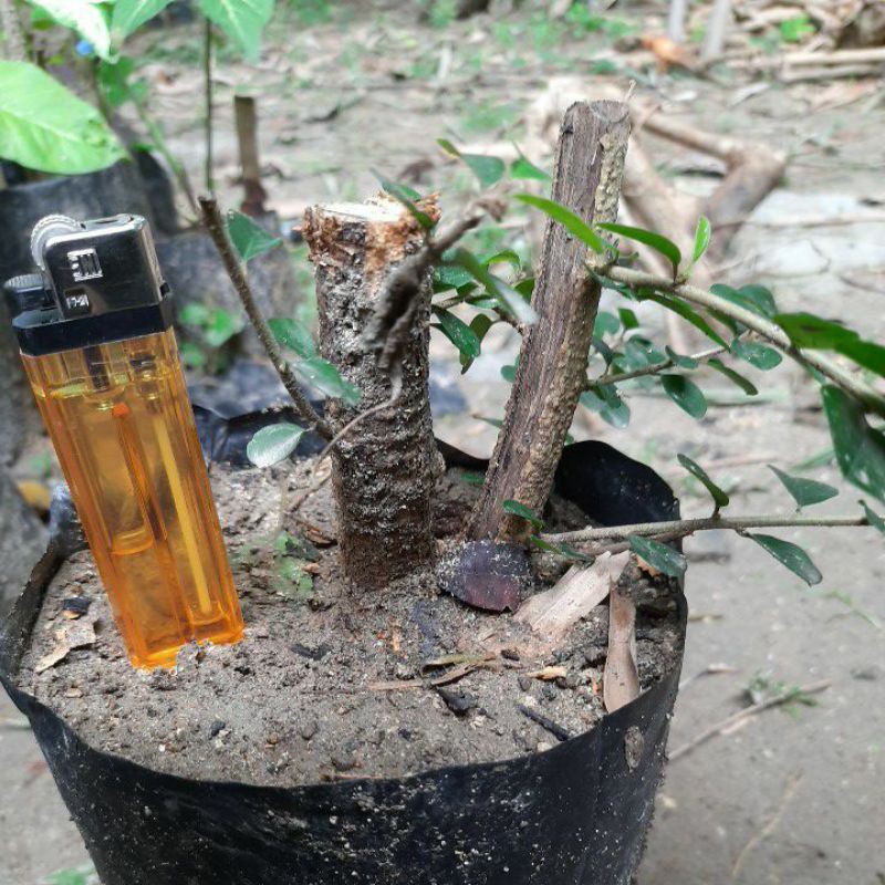 bahan bonsai Sisir mame siap program