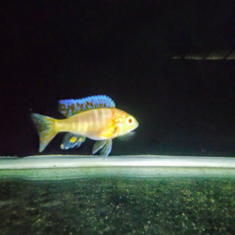 dragon blood (matamerah) African Cichlid